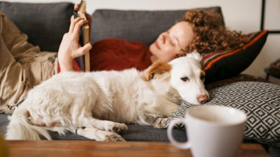 如何得到一个情感支持动物注册