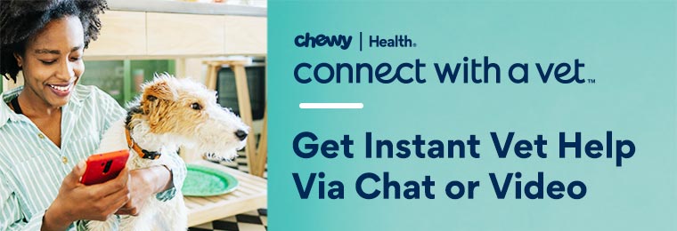 得到即时兽医帮助通过聊天或视频。连接with a Vet. Chewy Health