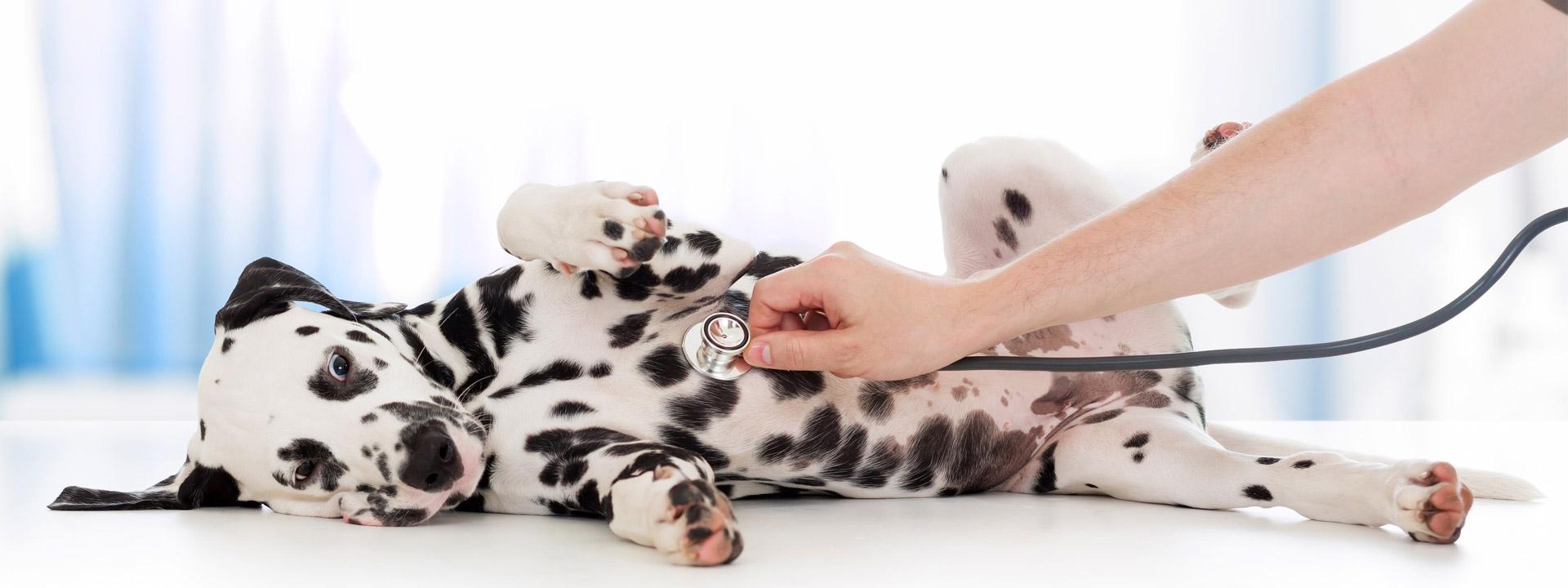 PetMD是#1的在线宠物健康资源。