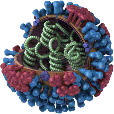 H1N1猪流感病毒,流感病毒