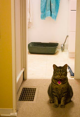 猫在浴室的猫砂盆前，排尿不当，fic，猫尿路感染，猫细菌感染，猫膀胱结石