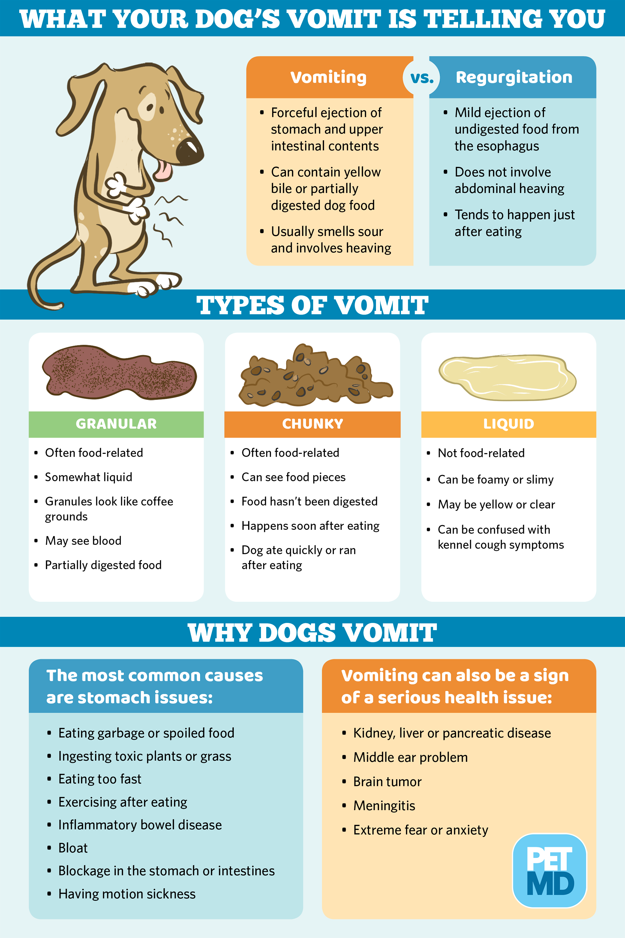 Types of Dog Vomit Infographic