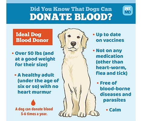 狗血捐献者