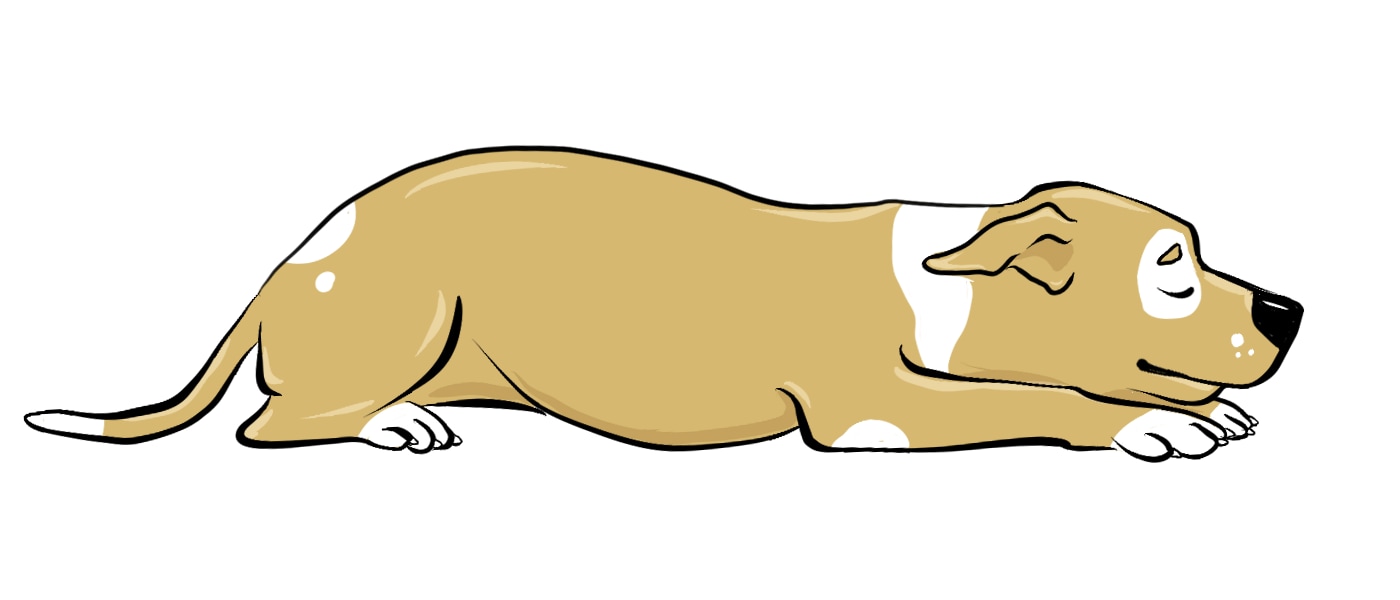 狮子式狗睡觉的姿势