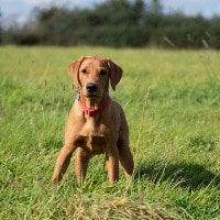 alert dog body language