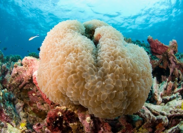 泡沫珊瑚