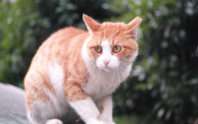 stressed-cat-fearful-cat