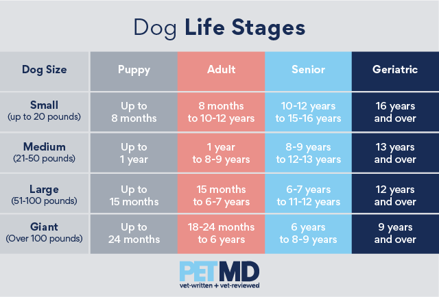 狗的生命阶段