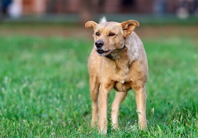 fearful dog body language