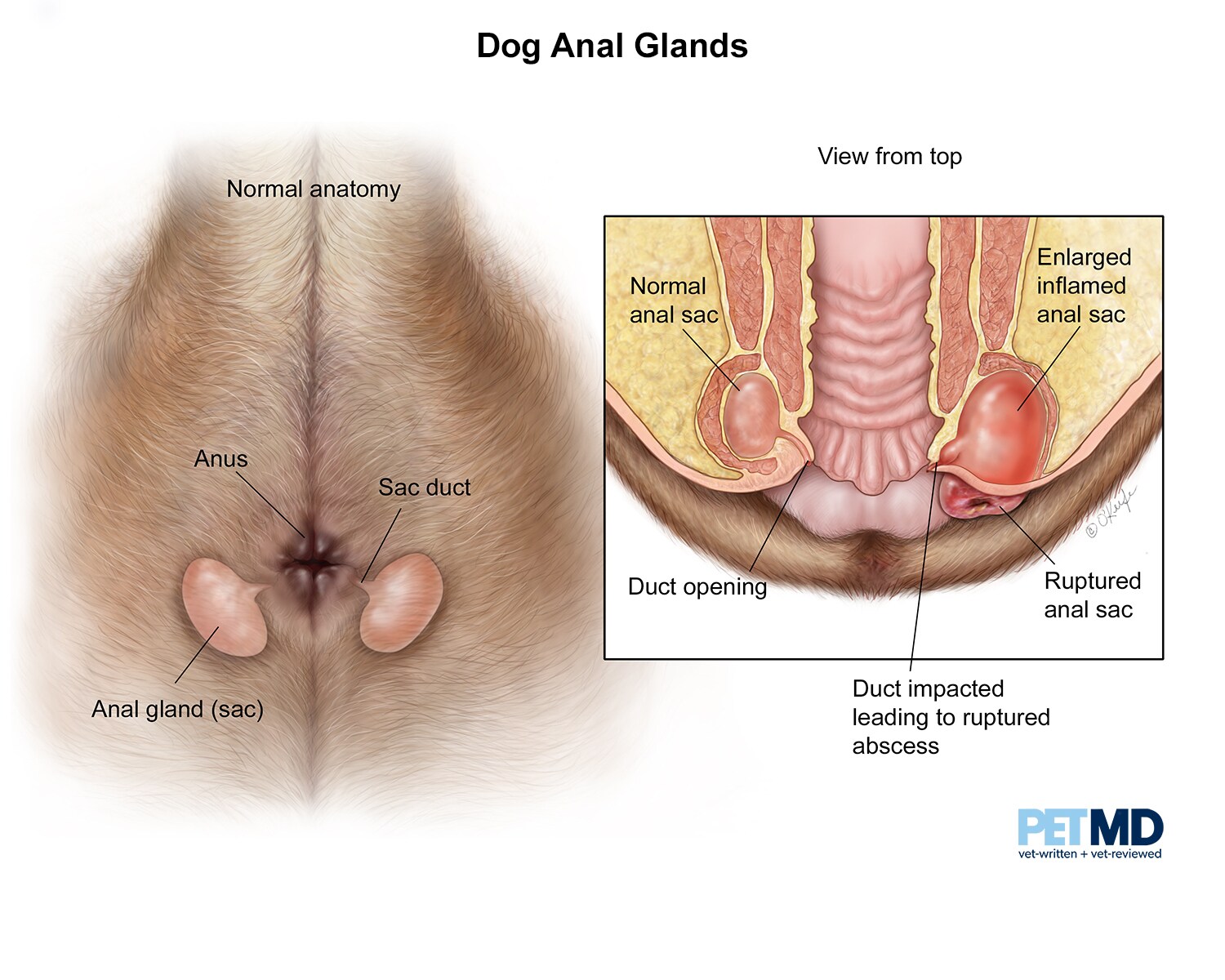 狗肛腺图片