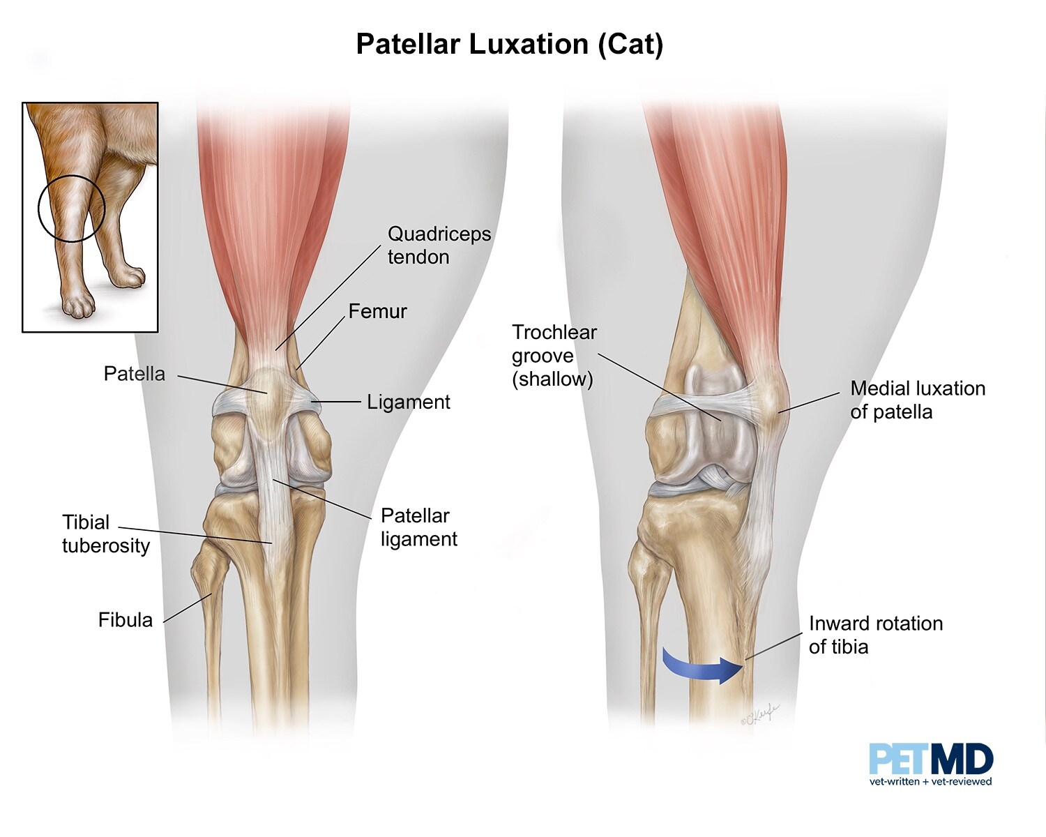 Patellar luxation (cat)