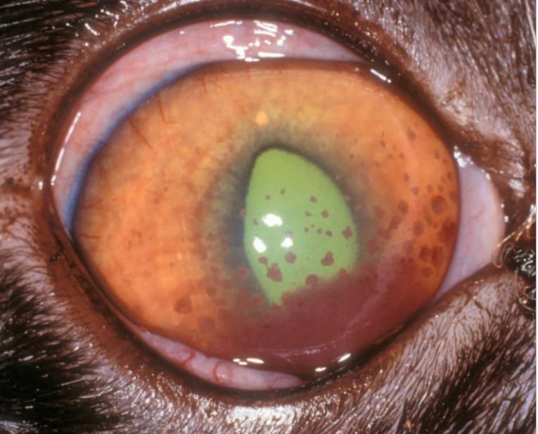猫葡萄膜炎的图像