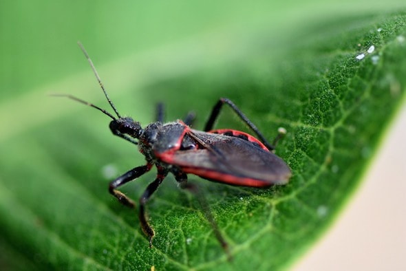 Kissing bug