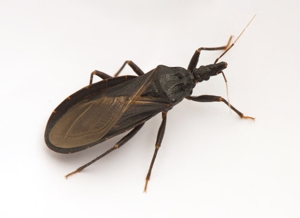 Kissing bug