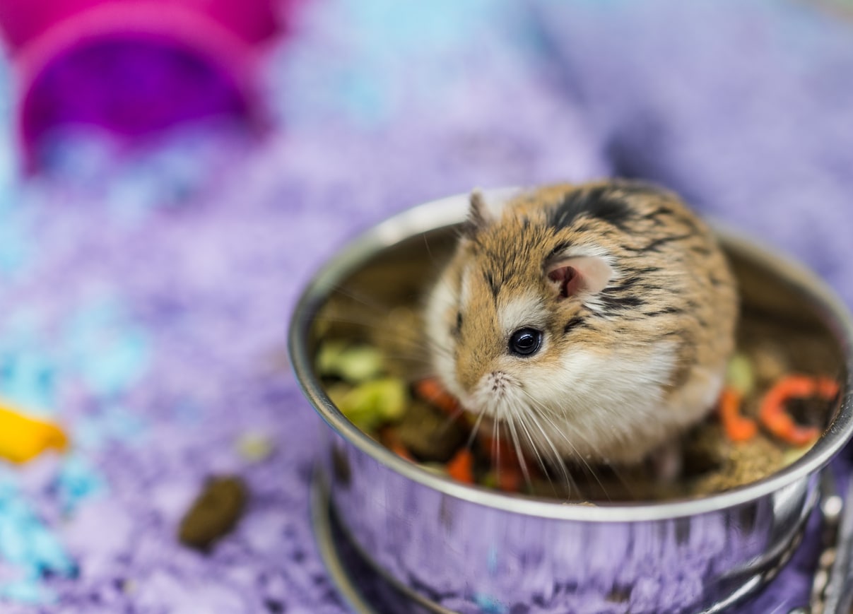 机器人侏儒仓鼠吃咀嚼食物从碗在笼子里库存照片
