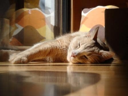 糖尿病猫，睡觉的猫，阳光下的猫。猫上了胰岛素，猫治好了糖尿病，猫橙色