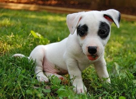 小狗,杰克罗素小狗,白色的小狗,小狗寄生虫,治疗寄生虫在小狗,蠕虫在狗屎