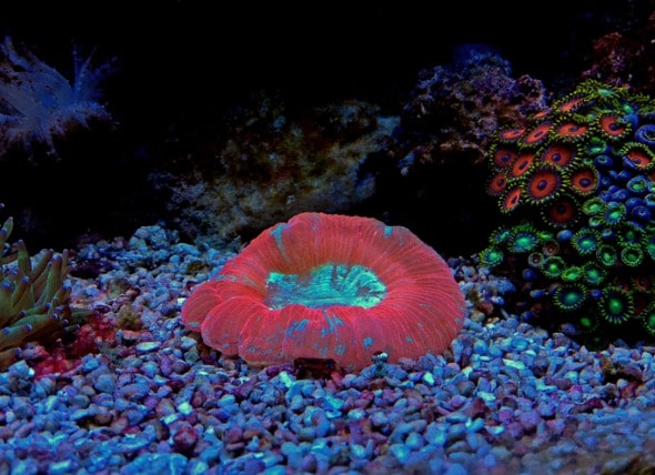 Open brain coral