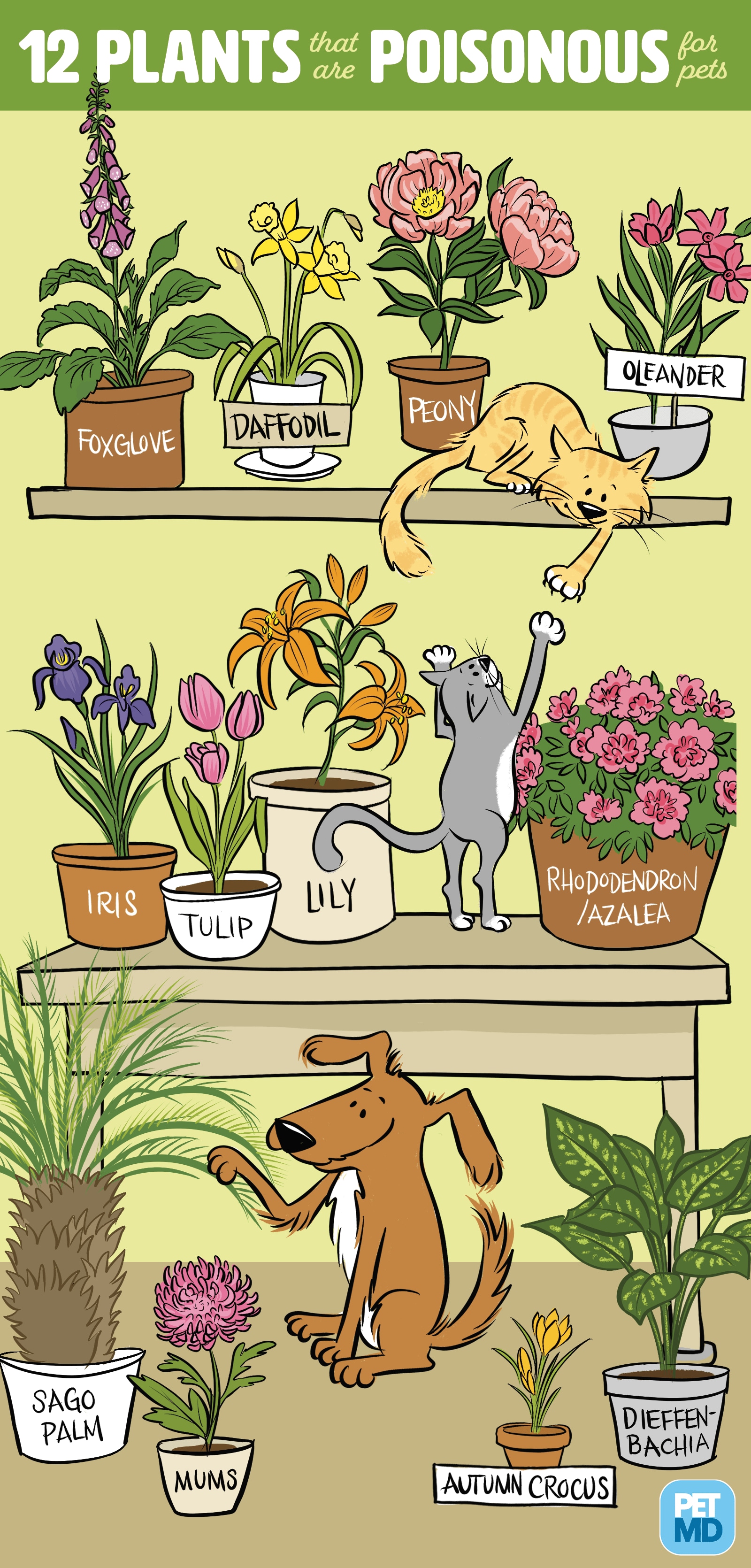 狗和猫的12种有毒植物