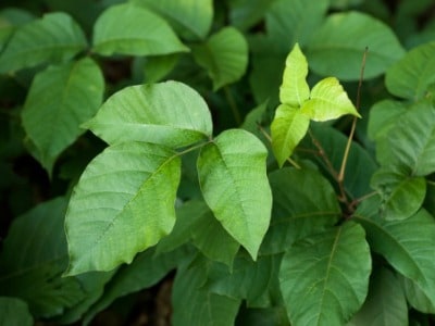 Poison Ivy Plant