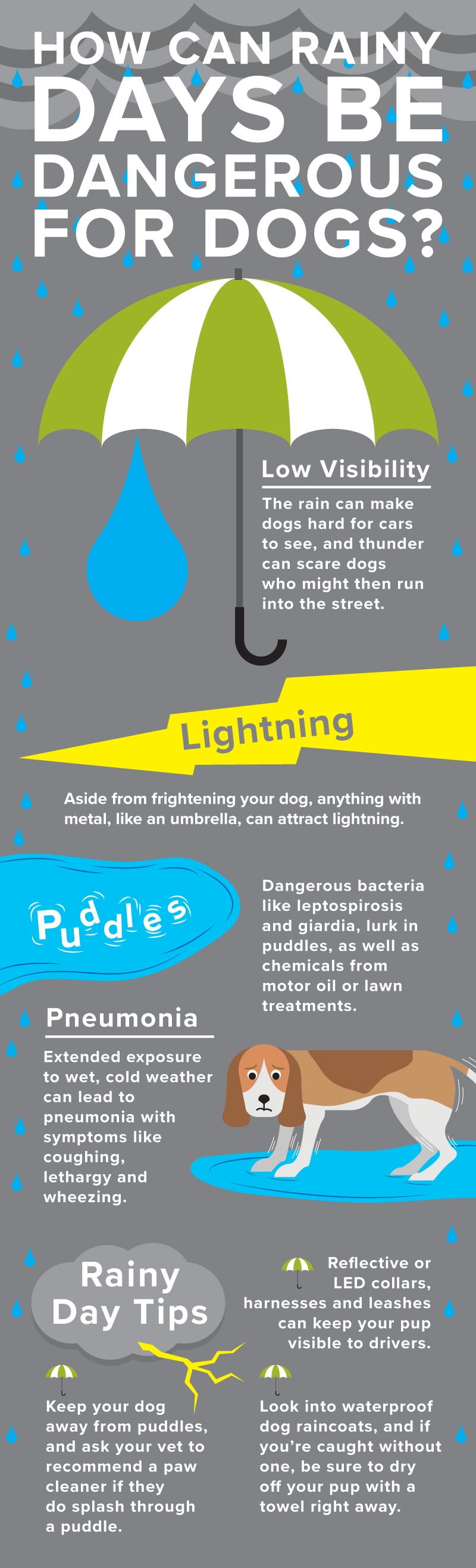 雨天的宠物安全风险包括钩端螺旋体病、贾第鞭毛虫病、低能见度和肺炎。