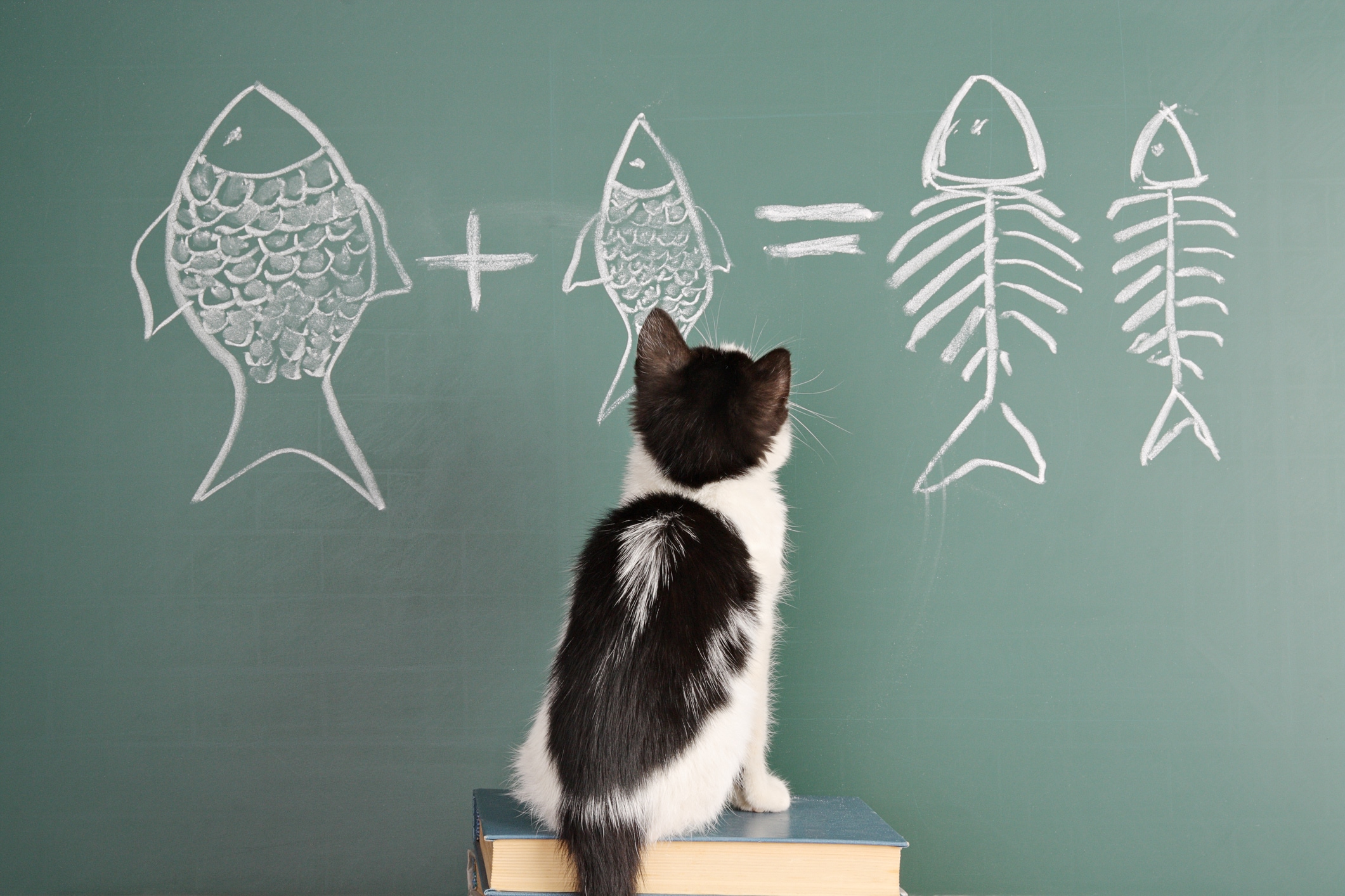 聪明的猫,猫,猫的智慧
