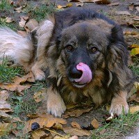 Stressed dog body language