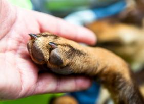 为什么狗舔并咀嚼他们的爪子？