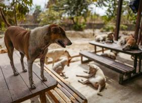 这5个倡导者正在帮助世界上无家可归的狗