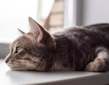 是什么导致猫腹泻和该怎么做