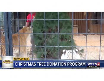 格鲁吉亚主题公园正在回收动物浓缩的圣诞树
