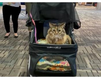 缝猫在明尼阿波利斯-ST成为居民治疗动物。保罗国际机场