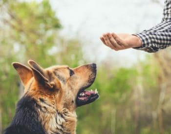 狗训练方法可以影响狗债券如何与他们的主人债券？研究说是的