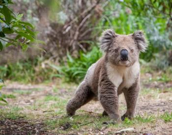 如何帮助兽医和野生动物救援在澳大利亚拯救动物