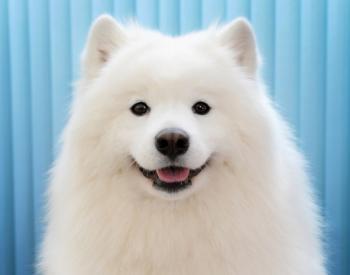 根据狗相机公司的说法，萨摩耶犬品种吠叫最多