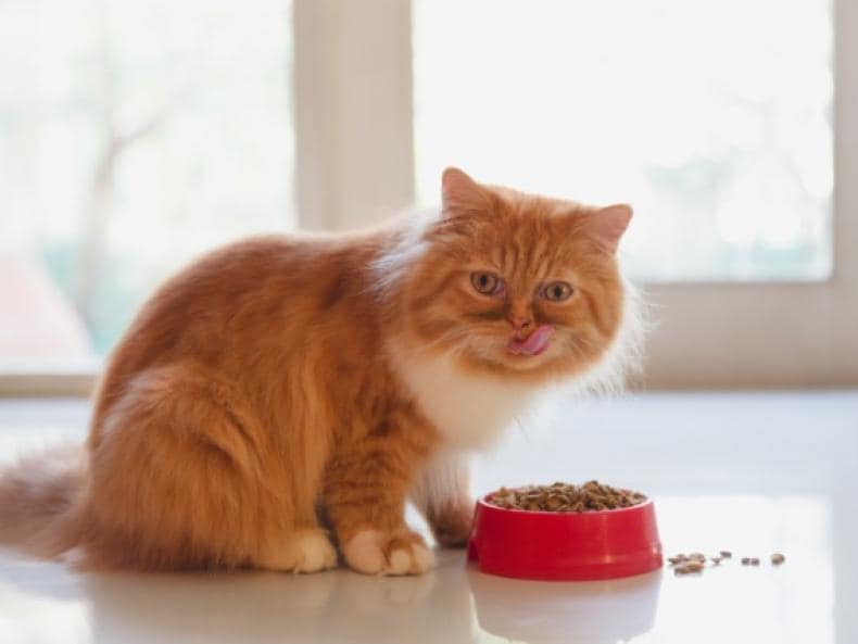 猫节食：如何帮助您的猫减肥