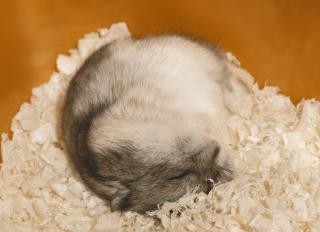 Do Hamsters Hibernate?