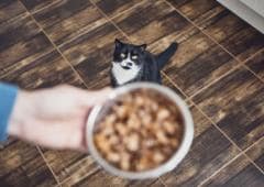猫营养：是什么让营养猫粮？