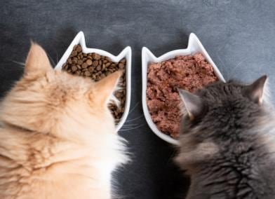 湿猫食与干猫食物：哪个更好？