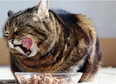 如何计算湿食多少喂养猫