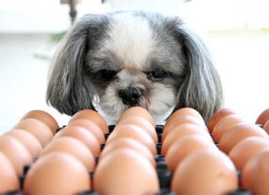 狗可以吃鸡蛋吗？