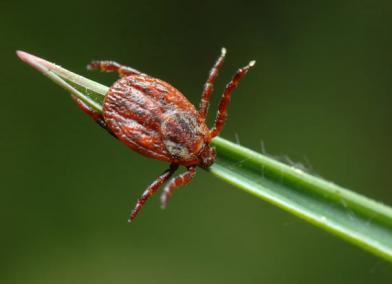 指南：巨大的蜱虫群可能会威胁你和你的宠物