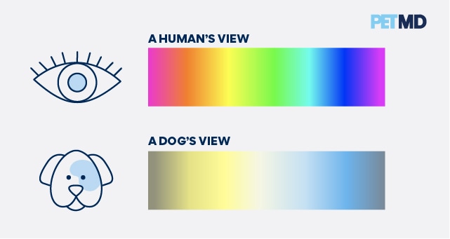 狗能看到的颜色图表
